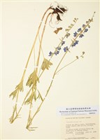 藏品(翠雀屬)的圖片